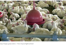 China encerra embargo e libera importação de carne de frango do RS após mais de um ano