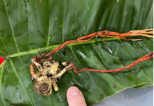 Cientistas acham no Amazonas tarântula dominada por fungo que a torna “zumbi”;