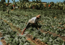 Após três anos de alta, pedidos de recuperação judicial no agro caem no 2º trimestre