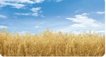 agro