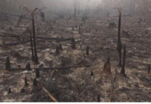 Onda de queimadas no Amazonas sufoca cidades, mobiliza força-tarefa e gera suspeita de ação criminosa