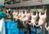 Como a tecnologia fortalece a proteína animal brasileira no mercado mundial