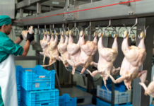 Como a tecnologia fortalece a proteína animal brasileira no mercado mundial